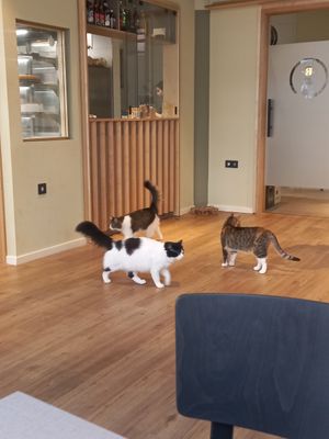  at Katzentempel - Hamburg in Hamburg