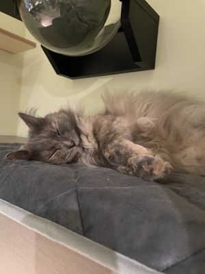   at Katzentempel - Hamburg in Hamburg