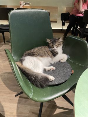   at Katzentempel - Hamburg in Hamburg