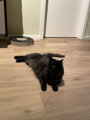   at Katzentempel - Hamburg in Hamburg