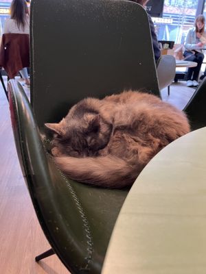 Marsi  at Katzentempel - Hamburg in Hamburg