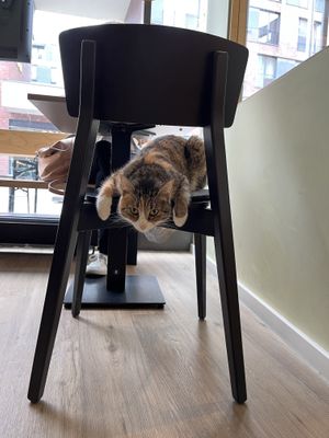 😻  at Katzentempel - Hamburg in Hamburg