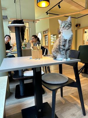 Cute cat at Katzentempel - Hamburg in Hamburg