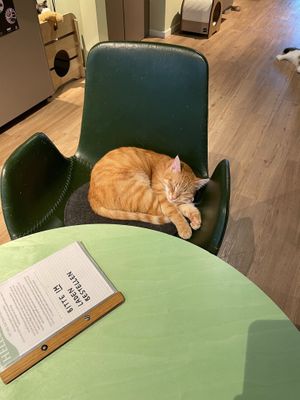 Cute cat at Katzentempel - Hamburg in Hamburg