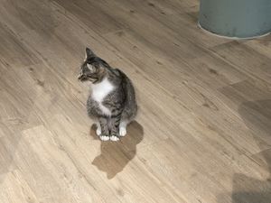   at Katzentempel - Hamburg in Hamburg