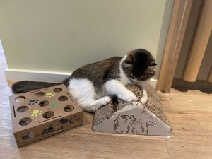   at Katzentempel - Hamburg in Hamburg