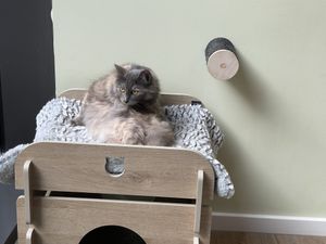   at Katzentempel - Hamburg in Hamburg