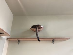 Sleeping cat😄 at Katzentempel - Hamburg in Hamburg