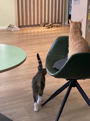   at Katzentempel - Hamburg in Hamburg