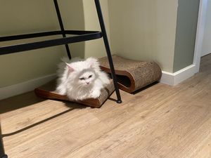   at Katzentempel - Hamburg in Hamburg