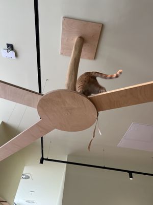   at Katzentempel - Hamburg in Hamburg