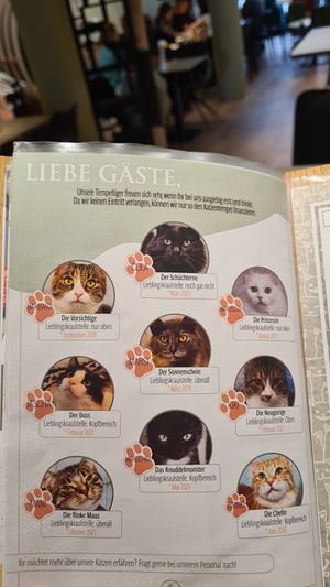  at Katzentempel - Hamburg in Hamburg