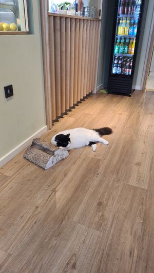  at Katzentempel - Hamburg in Hamburg