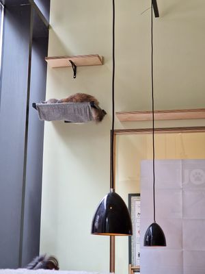   at Katzentempel - Hamburg in Hamburg