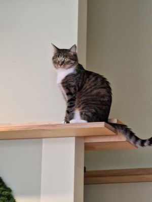   at Katzentempel - Hamburg in Hamburg