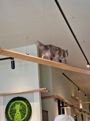   at Katzentempel - Hamburg in Hamburg