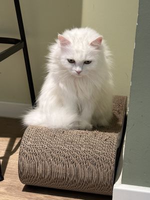 So schön 😊   at Katzentempel - Hamburg in Hamburg