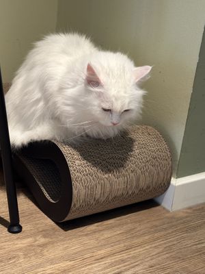   at Katzentempel - Hamburg in Hamburg