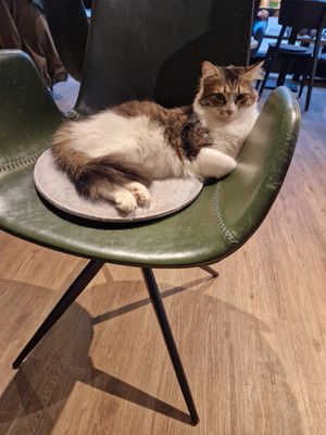  at Katzentempel - Hamburg in Hamburg