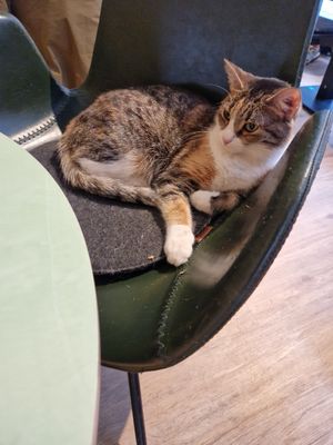  at Katzentempel - Hamburg in Hamburg