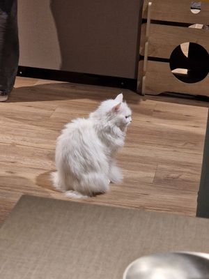  at Katzentempel - Hamburg in Hamburg