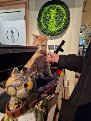 #Veganuary at Katzentempel - Hamburg in Hamburg