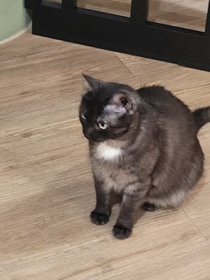  at Katzentempel - Hamburg in Hamburg