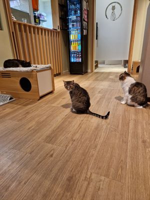  at Katzentempel - Hamburg in Hamburg