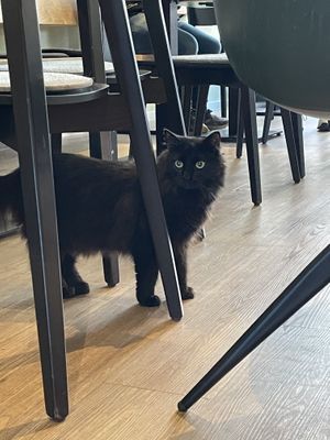   at Katzentempel - Hamburg in Hamburg