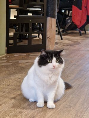 The Boss at Katzentempel - Hamburg in Hamburg