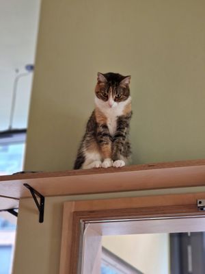  at Katzentempel - Hamburg in Hamburg