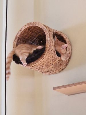  at Katzentempel - Hamburg in Hamburg