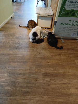 Futtertool at Katzentempel - Hamburg in Hamburg