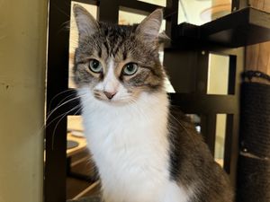 cat  at Katzentempel - Hamburg in Hamburg