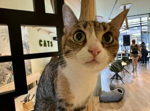 cat  at Katzentempel - Hamburg in Hamburg