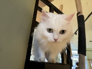 cat  at Katzentempel - Hamburg in Hamburg