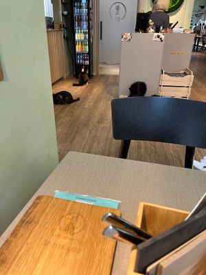  at Katzentempel - Hamburg in Hamburg