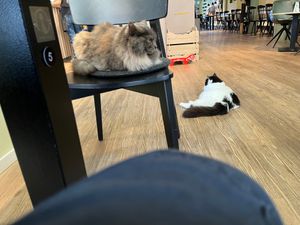  at Katzentempel - Hamburg in Hamburg