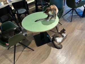  at Katzentempel - Hamburg in Hamburg