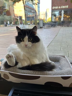   at Katzentempel - Hamburg in Hamburg