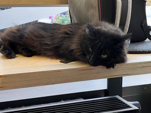   at Katzentempel - Hamburg in Hamburg