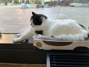   at Katzentempel - Hamburg in Hamburg