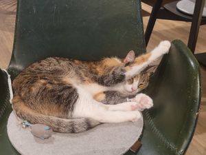  at Katzentempel - Hamburg in Hamburg