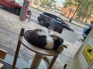  at Katzentempel - Hamburg in Hamburg