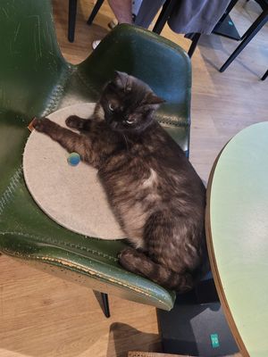  at Katzentempel - Hamburg in Hamburg