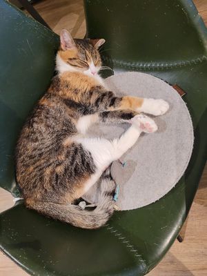  at Katzentempel - Hamburg in Hamburg