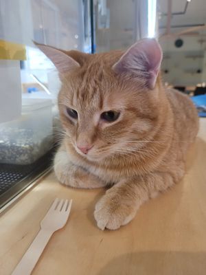  at Katzentempel - Hamburg in Hamburg