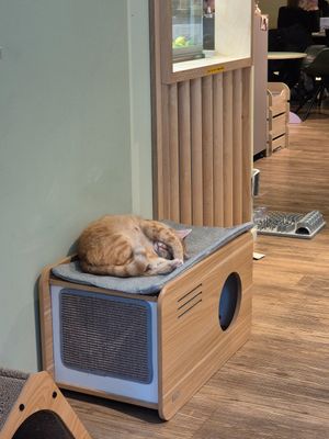  at Katzentempel - Hamburg in Hamburg