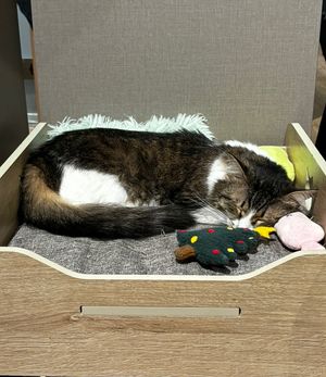   at Katzentempel - Hamburg in Hamburg