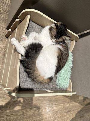   at Katzentempel - Hamburg in Hamburg